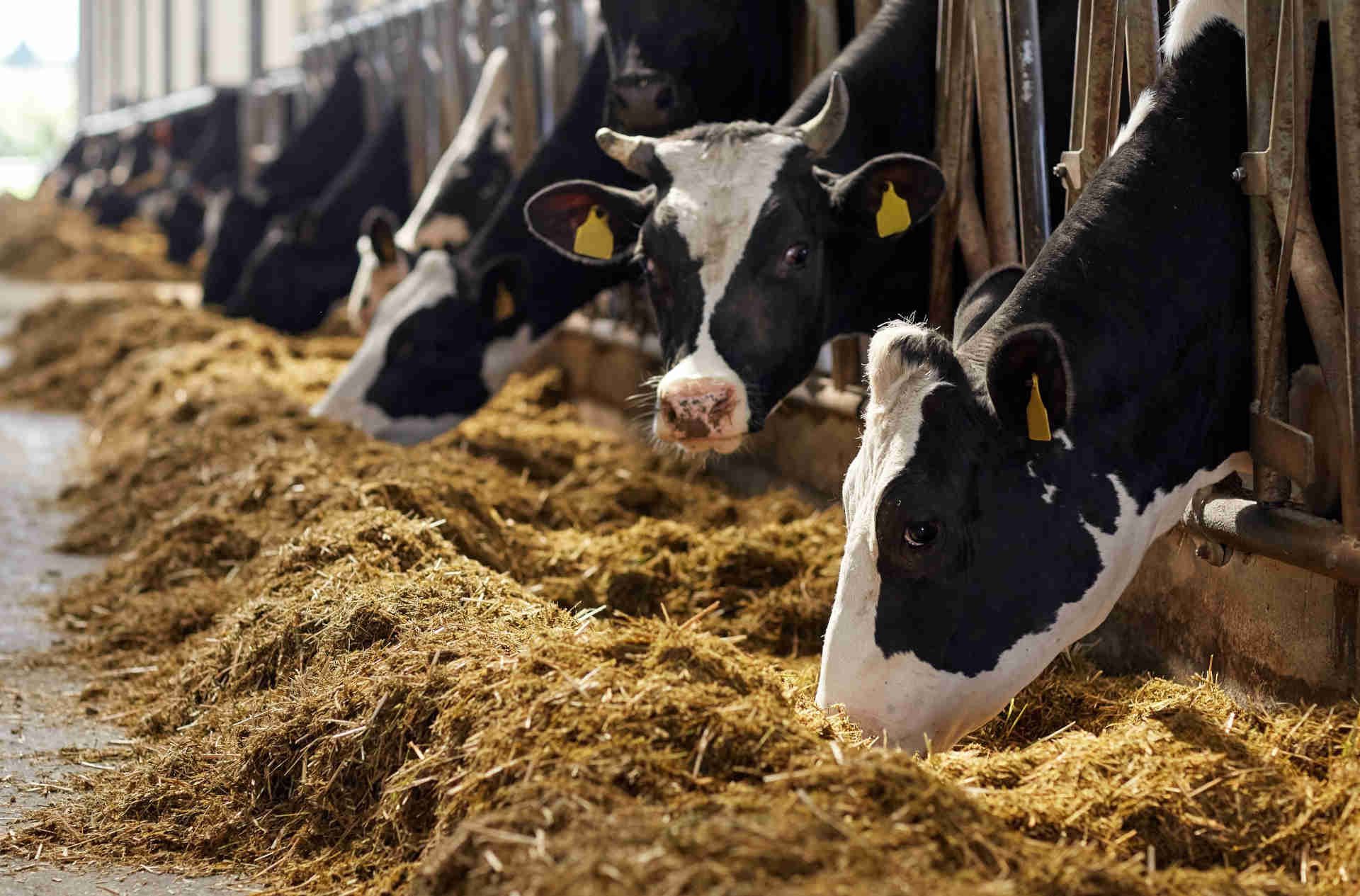 fodjan App Landingpage - Header Bild