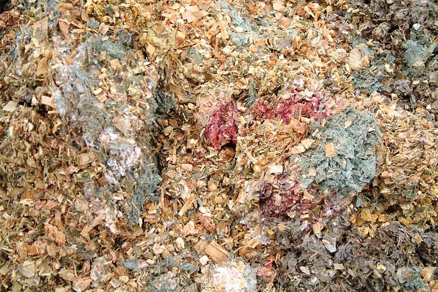 MYKOTOXINE IN SILAGEN – EIN UNTERSCHÄTZTES RISIKO?