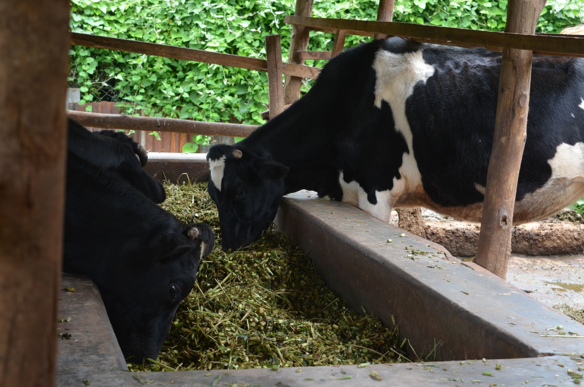 fodjan & University of Hohenheim develop app for Kenya